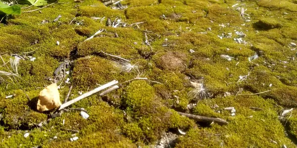 Yerde yeşil yosun var. Yaşlı ağaç ve genç otlar. Bahar doğası.