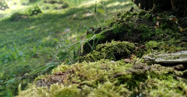 Musgo verde en el suelo. Árbol viejo y hierba joven. Naturaleza de primavera . — Foto de Stock