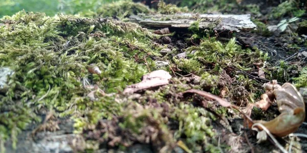 Musgo verde en el suelo. Árbol viejo y hierba joven. Naturaleza de primavera . — Foto de Stock