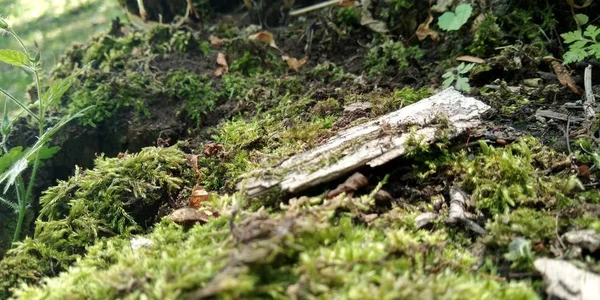 Grünes Moos auf dem Boden. alter Baum und junges Gras. Frühlingsnatur. — Stockfoto