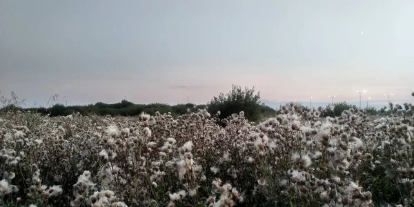 Evening in the meadow. Wonderful sunset. Blooming thistle. — Stock Photo, Image