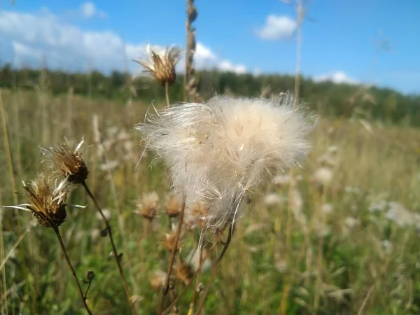 Kvetoucí bodlák ve večerním slunci. Suchá tráva. — Stock fotografie