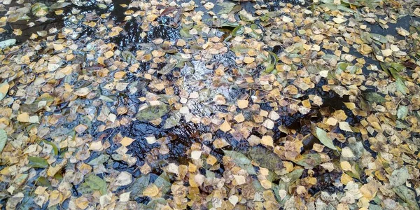 Листья в луже. Золотой осенний фон. После дождя. Погода, окружающая среда и экология . — стоковое фото