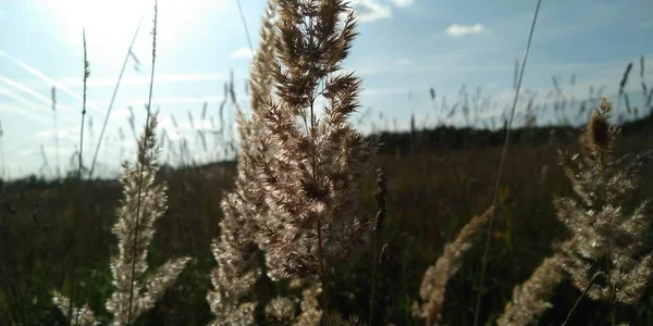 Oreilles sèches sur le terrain. Herbe sèche en gros plan. Photo d'automne. Coucher de soleil. Contexte naturel . — Photo