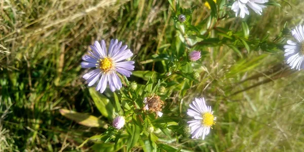 Niebieskie dzikie kwiaty na polu. Zbliżenie. Kwiaty w słońcu. Kontekst natury. — Zdjęcie stockowe