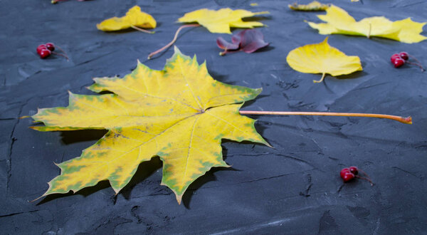 Maple leaf on the concrete background. Bright yellow maple leaf closeup.