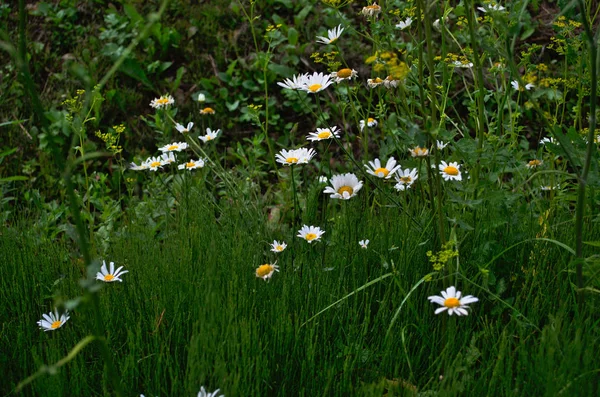 Jarní heřmánky v zelené trávě. Obrázek přírody. — Stock fotografie