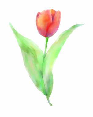 Single tulip flower, Red tulip, watercolor colors.