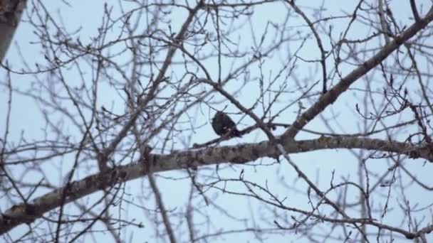 Czarny Ptak Gałęzi Brzozy Ptak Zamarza Podczas Zamieci Śnieg Cechy — Wideo stockowe