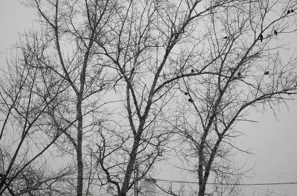 Bouřlivé Počasí Mrtvý Strom Černé Větve Šedém Pozadí Oblohy Ptáci — Stock fotografie
