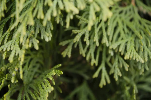 Thuja Πράσινα Κλαδιά Closeup Θολή Φόντο Thuja — Φωτογραφία Αρχείου