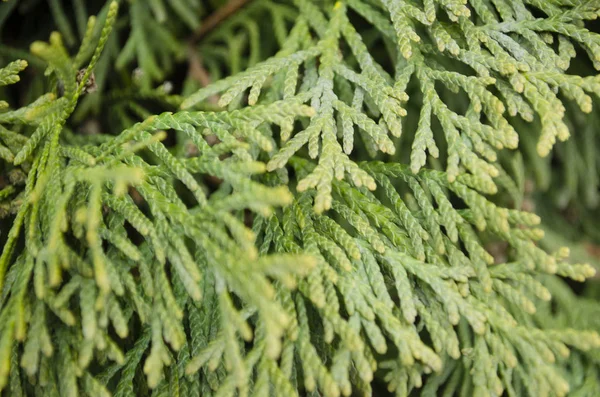 Thuja yeşil dalları yakındır. Bulanık thuja arka planı.
