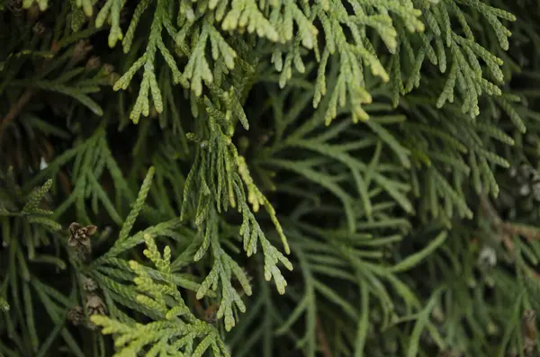 Thuja Zielone Gałęzie Zbliżenie Zamazane Tło Thuja — Zdjęcie stockowe