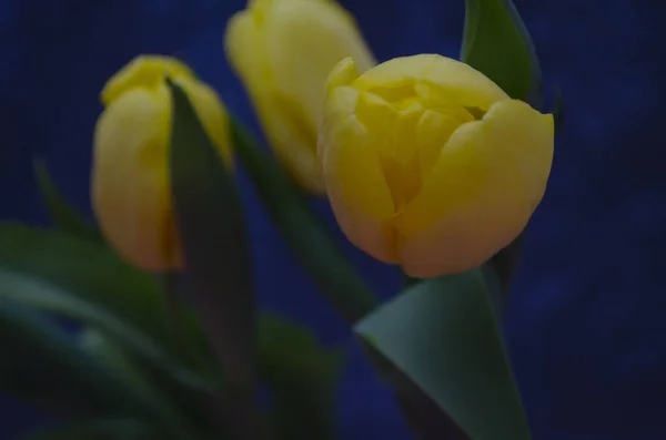 Yellow Tulips Closeup Picture Blurred Tulip Background Nature Flowers Bouquet — Stock Photo, Image