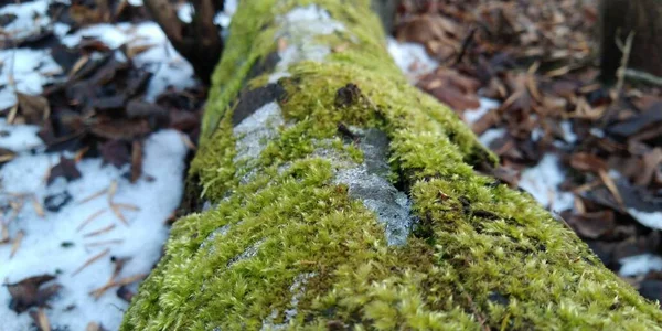 Zelený Mech Zemi Starý Strom Mladá Tráva Jarní Příroda — Stock fotografie