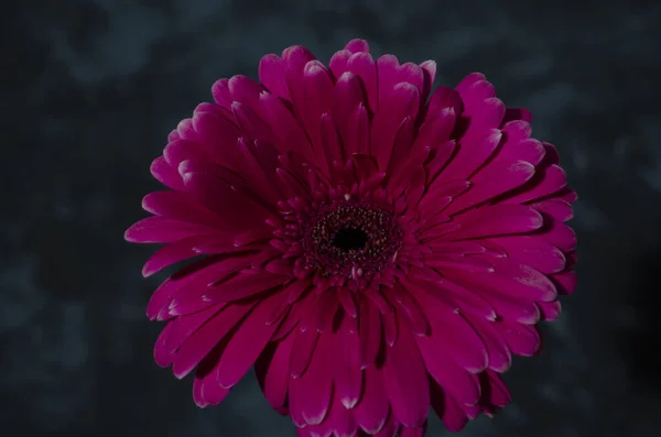 Gerber Daisy Στο Σκοτεινό Φόντο Ροζ Λουλούδι Κοντά Λαμπερό Φρέσκο — Φωτογραφία Αρχείου