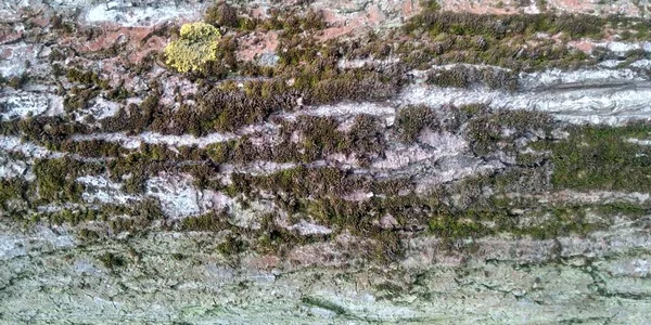 껍질의 나무줄기에이끼 자연의 — 스톡 사진