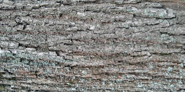 Struktura Kůry Stromu Moss Kmeni Stromu Pozadí Textury Přírody — Stock fotografie