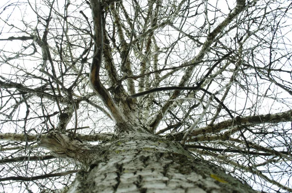 Looking Sky Tree Branches View Tree — Stock fotografie