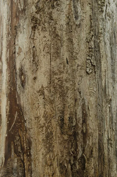 Smooth Tree Bark Texture Nature Wooden Texture Closeup — Stock fotografie