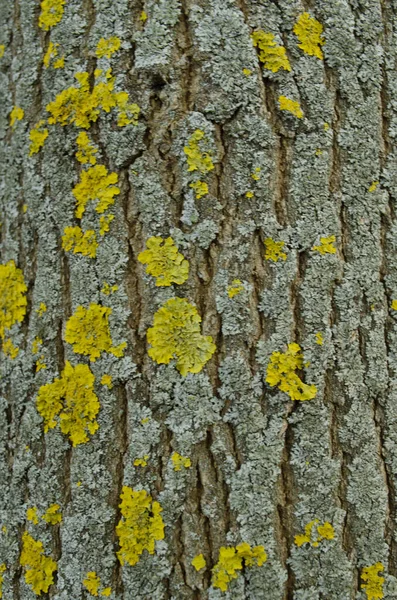 Moss Tree Trunk Wooden Texture — стокове фото