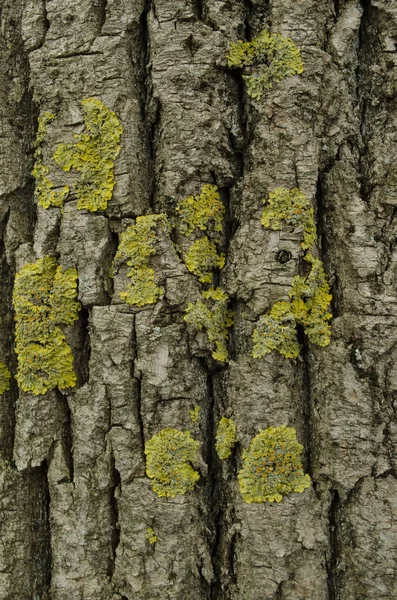 Moss Tree Trunk Wooden Texture — Stock fotografie