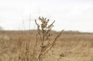 Arka plan bulanık. Kuru ot. Tarla ve çayır manzarası. Çimenler yakın plan..