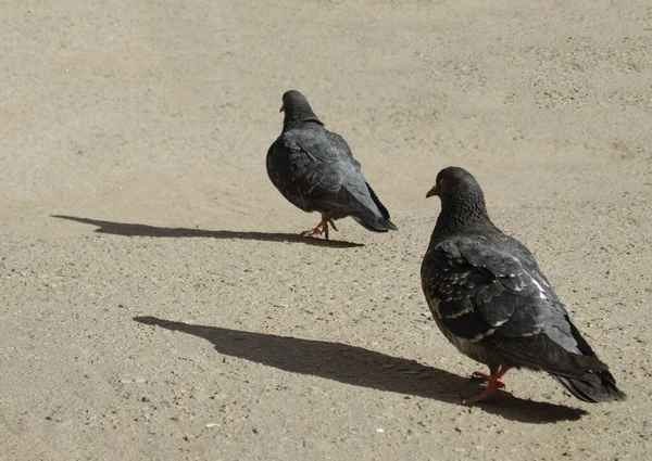 Sokakta Yürüyen Iki Kuş Kuşlar Yaklaşıyor — Stok fotoğraf