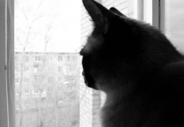 Birman kedisi evde oturuyor ve pencereye bakıyor..