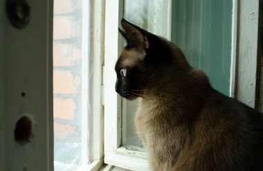 Birman kedisi evde oturuyor ve pencereye bakıyor..