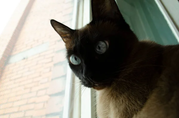 Birman Kedisi Evde Oturuyor Pencereye Bakıyor — Stok fotoğraf