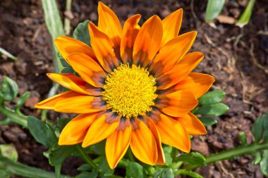 Turuncu Çiçek Sinem dolu