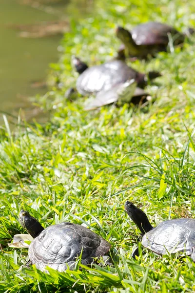 Group of Turtles resting on the green grass and facing the camer