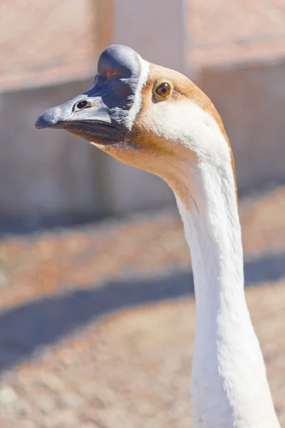 Primo piano con dettagli di una faccia di anatra — Foto Stock