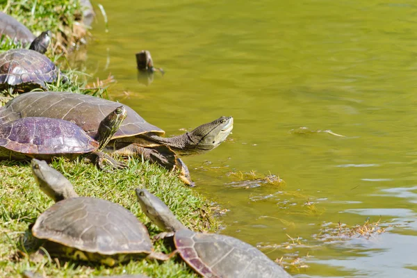 Grupo de tartarugas no lago preparando-se para nadar — Fotografia de Stock