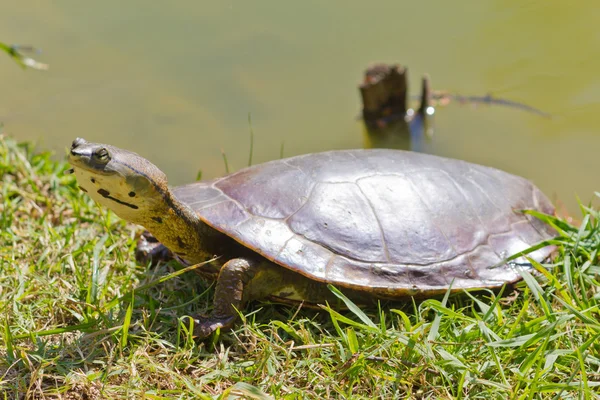 Черепаха отдыхает на зеленой траве и смотрит в камеру — стоковое фото