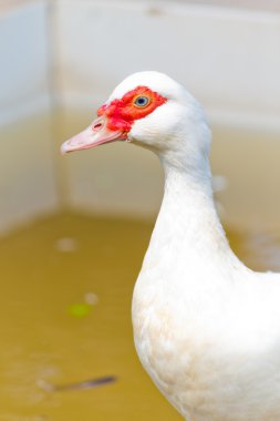 Beyaz ördek ayrıntılarla portre