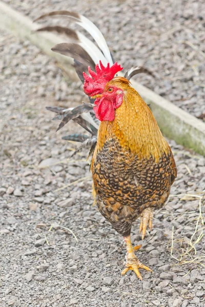 Un Cockerel doré marchant dans la ferme — Photo