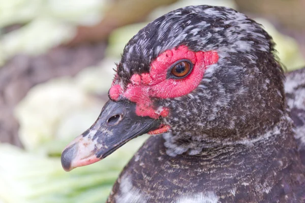 Closeup with details of a black duck face — Stock fotografie