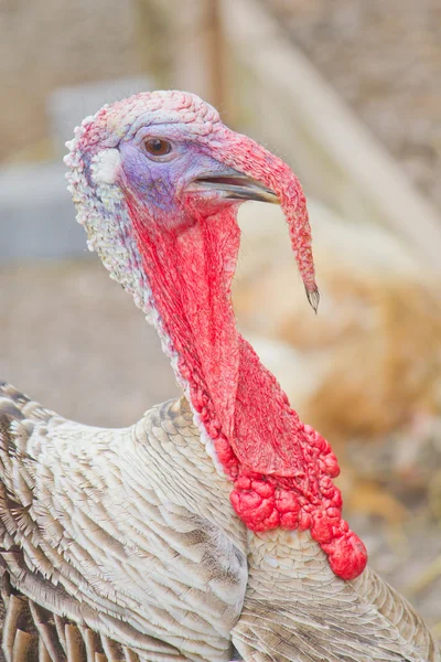 Closeup with details of a turkey face — Stock fotografie