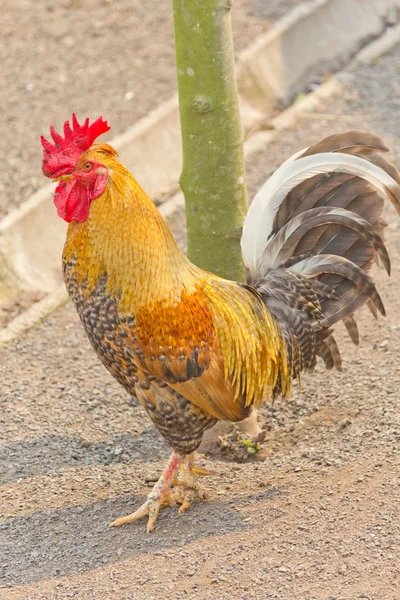 A dirty golden Cockerel walking in the farm — Stock Photo, Image