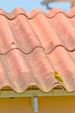 Kuş kırmızı ev sokacak bir dinlenme