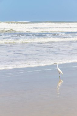 Sahilde yürüyüş balıkçıl