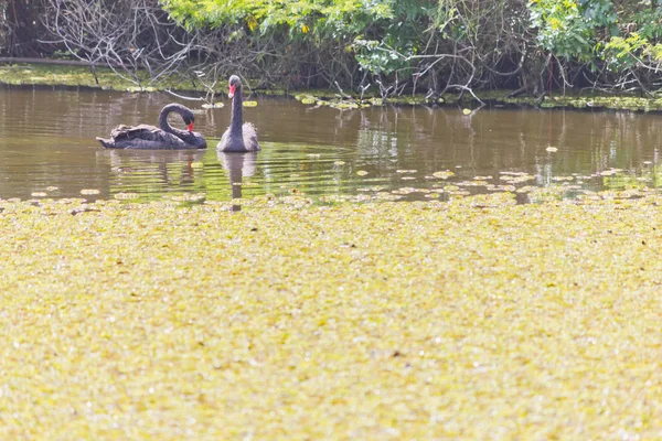 Couple cygne noir nageant sur le lac — Photo
