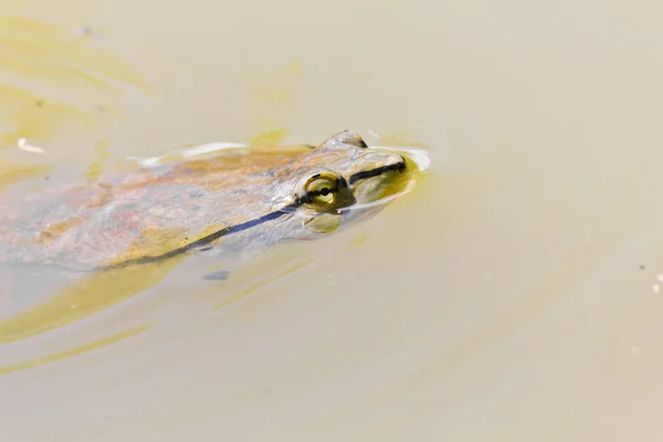 Szczegóły tego żółwia, pływanie w lake — Zdjęcie stockowe