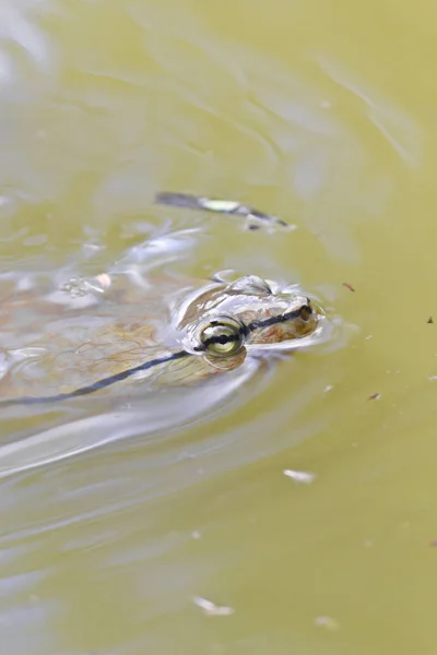 Detalhes de uma tartaruga nadando em um lago — Fotografia de Stock