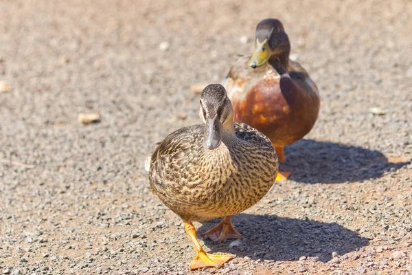 Två ankor promenader över stenar i en gård — Stockfoto