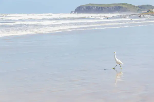 Heron a piedi sulla spiaggia — Foto Stock