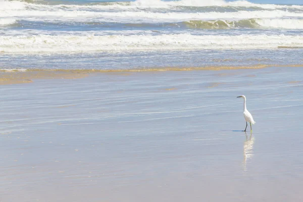 Heron, chůzi na pláži — Stock fotografie