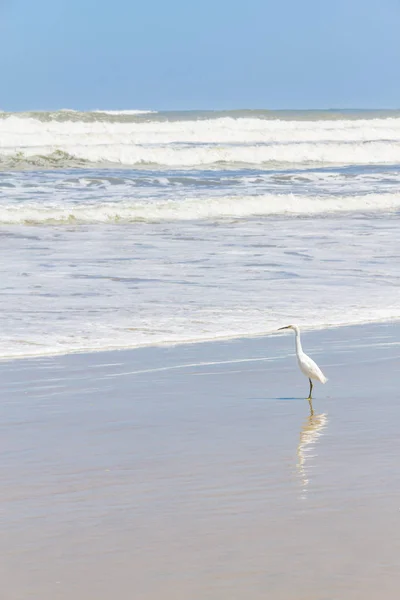 Heron a piedi sulla spiaggia — Foto Stock